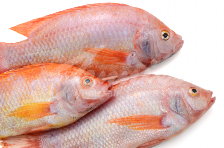Red Tilapia Fish Jenniesfoods