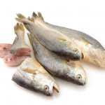 Croaker Fish