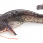 Catfish