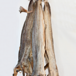 Stock Fish Cod Whole