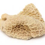 Tripe (Shaki)