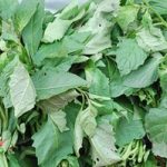 Bitter Leaf