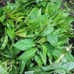 Shoko Leaf