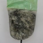 Frozen Utazi Leaf