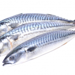 Mackerel Fish